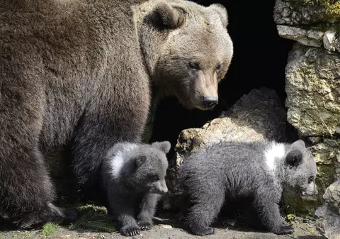 UPDATE | O ursoaică cu pui bagă spaima în localnicii din Cheia. Animalele au fost capturate, noaptea trecută (VIDEO)