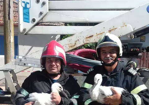 Misiune inedită. Pompierii din Timiș au salvat doi pui de barză căzuți din cuibul deteriorat / GALERIE FOTO