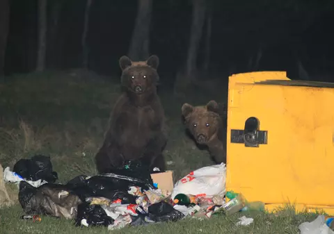 Urs lovit de mașină la Bușteni. Turiștii, avertizați că animalul poate fi rănit și violent