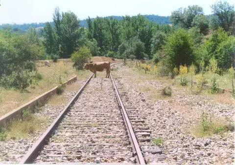 Aproximativ 700 de călători care mergeau spre Mangalia au stat două ore într-un tren, după ce locomotiva a lovit o vacă