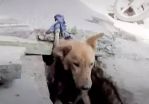 VIDEO VIRAL. Un câine blocat într-o scurgere, bolnav și slăbit, a fost salvat în ultima clipă. Cum arată acum