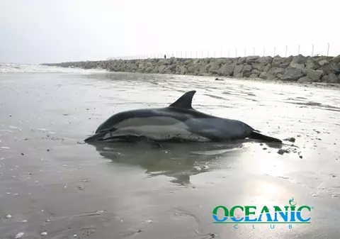 Deși sistemele de supraveghere nu-i descoperă... Decesul a 60 de delfinii confirmă că în Marea Neagră sunt braconieri