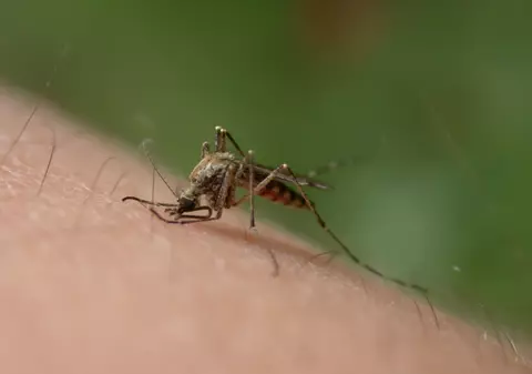 Ţânţari purtători de virus West Nile, depistaţi în Bucureşti. Primăria Capitalei anunţă intensificarea tratamentelor