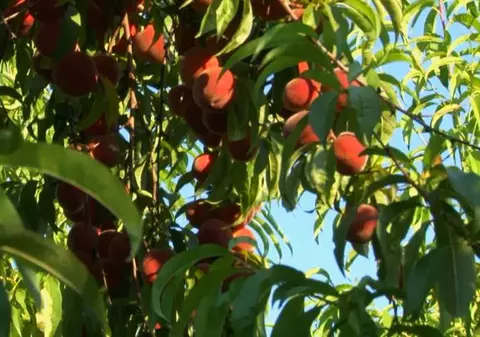 VIDEO EXCLUSIV/ Când lenea-i coană mare... Gustul românesc se strică în țărână, iar noi mâncăm mingi de tenis pe post de fructe