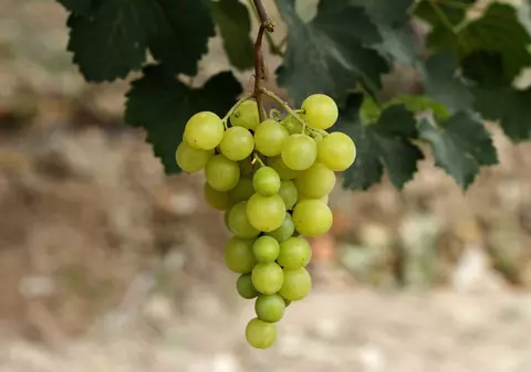 Dieta cu struguri. Cum să slăbeşti 2 kilograme în 3 zile și să îți detoxifici organismul