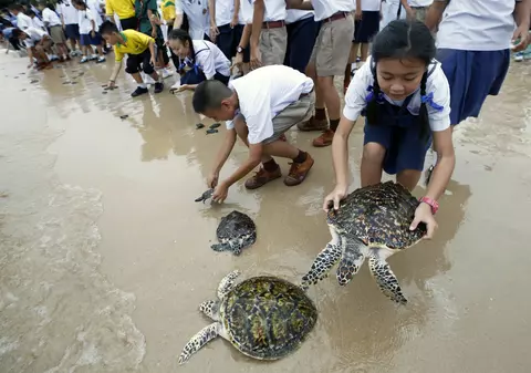 FOTO|Peste 1.000 de țestoase eliberate în mare în Thailanda pentru a celebra aniversarea noului rege