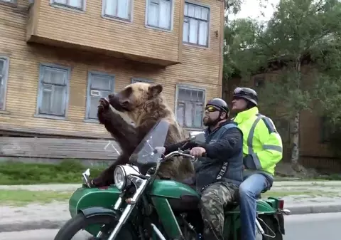 VIDEO VIRAL | Vedere din Rusia - Ursul care se plimbă cu motocicleta