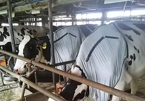 În Japonia, nici măcar vacile nu suferă din cauza caniculei
