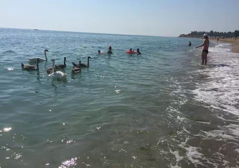 Familie de lebede la Marea Neagră. Imagini de vis pentru turiștii veniți pe litoral | FOTO ȘI VIDEO