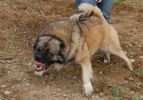 Și-a pus câinele să muște un polițist din județul Sălaj. Plătește acum cu propria libertate
