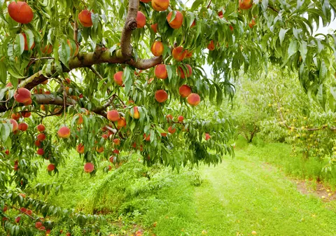 Birocrația, marele obstacol în calea accesării fondurilor europene:  termenul-limită pentru depunerea proiectelor de investiții în exploatații pomicole a fost prelungit