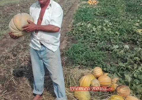 Agricultor din Vaslui a fost amendat pentru că are pepeni mari
