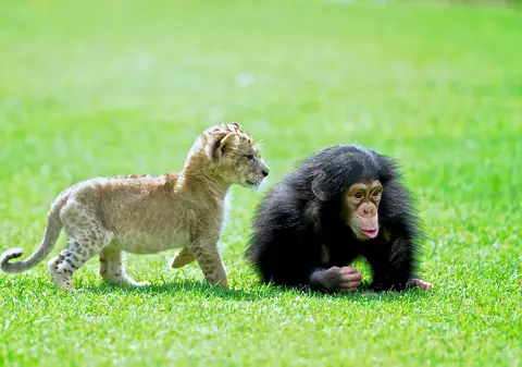 FOTO| Un pui de leu salvat dintr-o mașină abandonată s-a împrietenit cu o maimuță la Zoo