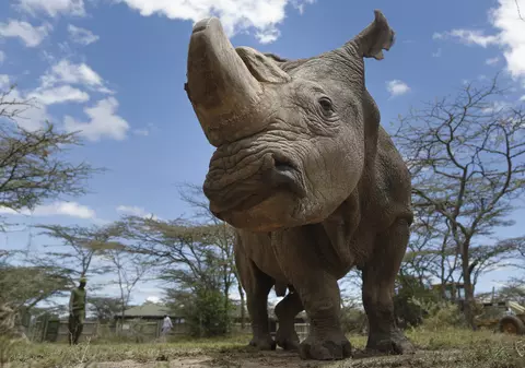În Africa de Sud s-a deschis prima licitație online pentru coarne de rinocer