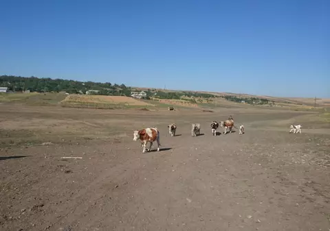 Sprijin pentru localităţile afectate de secetă din judeţul Botoşani. Decizia Guvernului