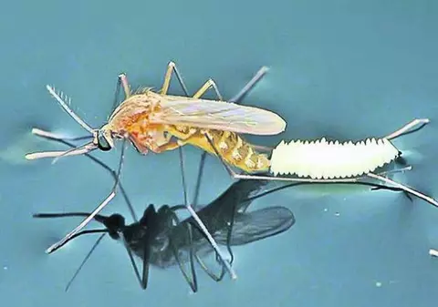 Primul caz de infectare cu virusul West Nile, confirmat în Constanța. Boala transmisă de țânțarul-tigru asiatic poate face ravagii