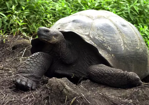 O țestoasă gigant a evadat dintr-o grădină zoologică a doua oară în două săptămâni