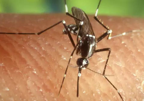 Opt oameni morți din cauza virusului West Nile. Bilanțul victimelor este în creștere