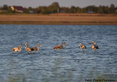 Păsări flamingo, în România. Șase exemplare au fost observate pe lacul Fundata