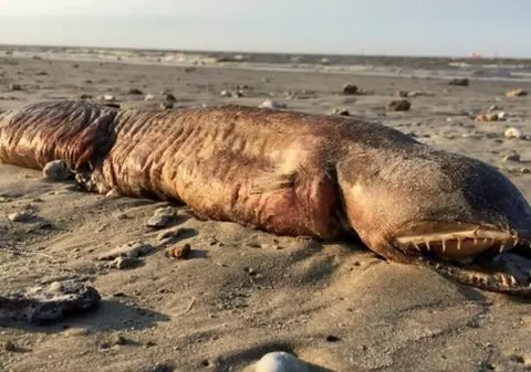 O creatură misterioasă a ajuns pe o plajă din Texas, în urma uraganului Harvey