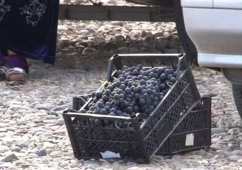 REPORTAJ/ „Dăbuleniul strugurilor”, piața unde producătorii primesc șansa de a vinde la un preț mai bun