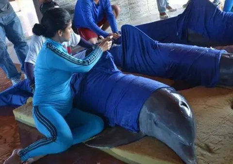 FOTO | Delfini evacuați din calea uraganului Irma. Mamiferele au fost transportate cu elicopterul în zonele sigure