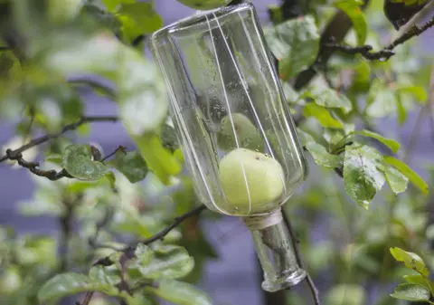 Fructe în sticlă. Pere, mere, prune în alcool