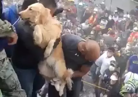VIDEO| Imagini emoționante. Un golden retriever a fost salvat de sub dărâmături în Mexic