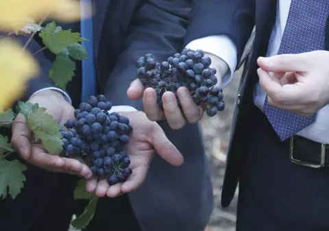 Vin mult, bun și parfumat, anul ăsta, la Pietroasele, dar forță de muncă greu de găsit