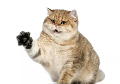 O pisică fără stăpân este principalul suspect într-o tentativă de omor