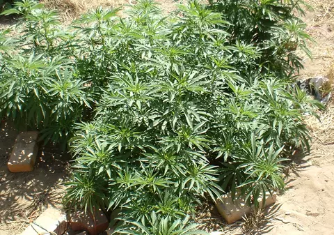 Cultură uriașă de canabis, descoperită într-o comună din Dolj. Doi cetățeni spanioli, reținuți de DIICOT