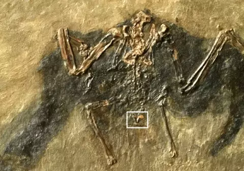 Fosila unei păsări de 48 de milioane de ani, descoperită în Germania