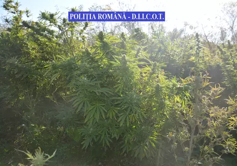 Trei traficanți de droguri din Timiș au fost arestați preventiv. Cultura lor uriașă de cannabis, filmată din dronă | VIDEO