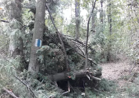Traseele turistice din vestul Munților Zărandului, blocate parțial de arborii doborâți de vijelii