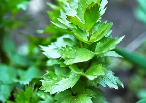 O femeie din Piteşti, amendată pentru că vindea leuştean fără etichetă