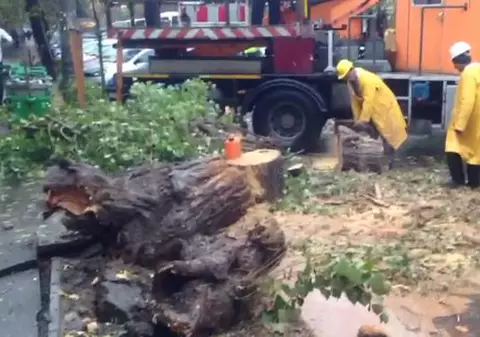 Un copac a căzut pe un taxi aflat în mișcare, în Capitală