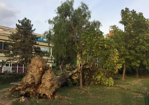 FOTO| Peisaj dezolant în Timișoara la aproape trei săptămâni de la furtună: cabluri atârnate, copaci doborâți și beznă pe străzi