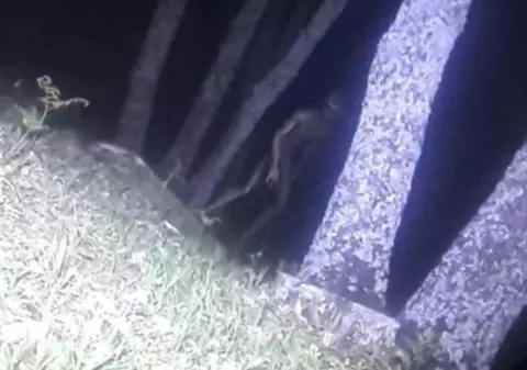 Prima imagine reală cu un extraterestru: Polițiștii argentinieni susțin că au surprins imaginile incredibile într-un parc | VIDEO