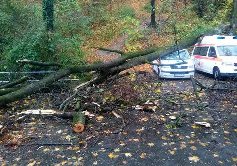 Bărbat din Vaslui, strivit de un copac în timp ce tăia lemne cu drujba în pădure. Poliția face anchetă