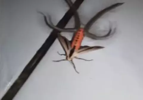 Insecta care a devenit virală pe rețelele de socializare. Tu poți ghici ce este? | VIDEO