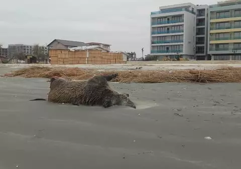 Porci mistreți, găsiți morți și parțial sfâșiați pe o plajă din nordul stațiunii Mamaia - FOTO&VIDEO