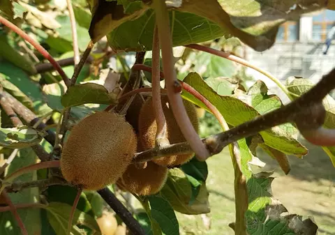 VIDEO/ Fructele exotice se aclimatizează în România. Țăranii vor avea ferme de kiwi. Frunzele sunt bune pentru sarmale