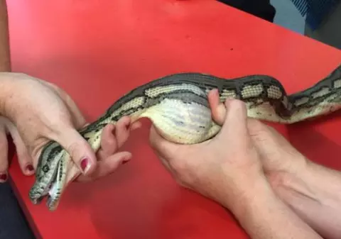 A găsit în pădure acest șarpe și i s-a părut extrem de ciudat când a văzut ca are o umflatura mare și rotunda în corp. Uite ce mâncase animalul