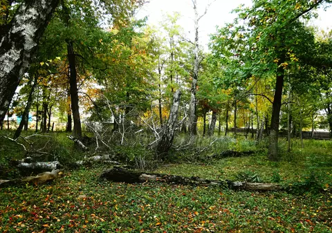 Tânăr din Vrancea, mort, după ce a căzut copacul peste el. Avea un bebeluș de două săptămâni