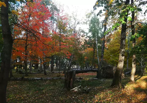 Bărbat din Dâmbovița dispărut de o lună, găsit mutilat în pădure