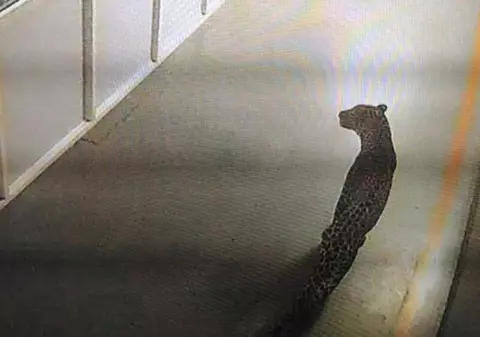 Un leopard a închis cea mai mare fabrică de mașini din India
