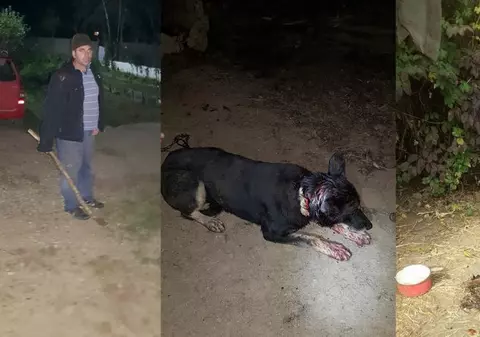 Câini atacați de urși la Găești. Localnicii stau înarmați cu furci și bâte