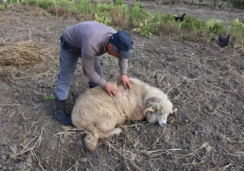 Urşii au omorât 15 animale într-o singură noapte, într-un sat din Sibiu