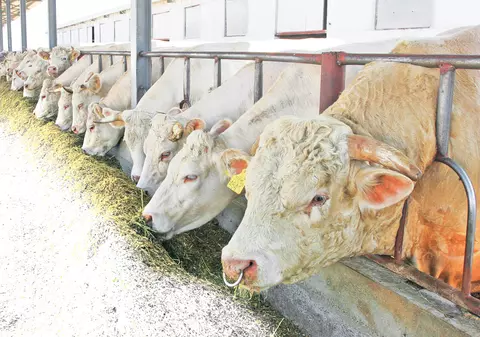 Terapie cu vaci pentru deținuții din India