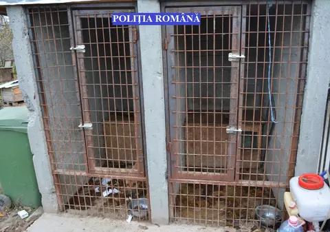 Aproape 50 de câini din rase periculoase, în curtea unui tânăr din Brăila, fără să fie în evidențe| FOTO